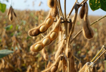 Vortex-Global:Van Cổng Trượt Inox Cỡ Lớn Xử Lý Khô Dầu Đậu Nành Trong Ngành Thức Ăn Chăn Nuôi Vortex-Global:Van Cổng Trượt Inox Cỡ Lớn Xử Lý Khô Dầu Đậu Nành Trong Ngành Thức Ăn Chăn Nuôi